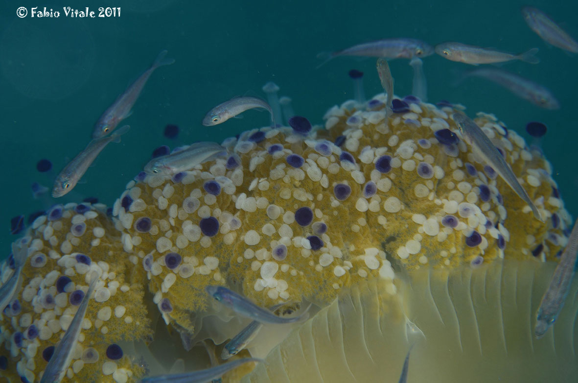 Simbionti (Seriola cf. fasciata e Trachurus sp.)